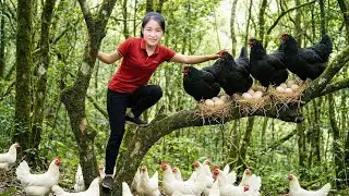 FULL VIDEO Harvesting 1000+ Kg of Chicken and Eggs in the Forest | Bringing Them to Market