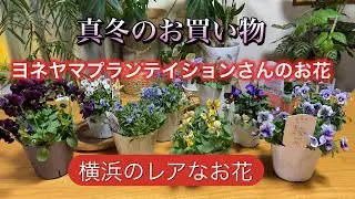 【ヨネヤマプランテイションさんのお花】レアなお花を購入しました
