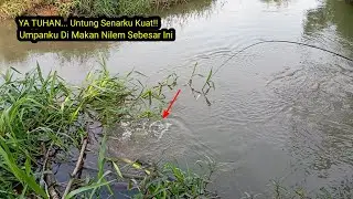 NGERI!! TARIKAN NILEM JUMBO BIKIN TANGAN GEMETAR!! 