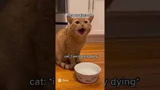Cat Complains About Empty Food Bowl &ndash; Loudest Meow Ever! 😂🐱