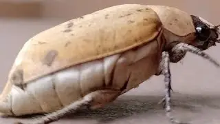 Kumbang Putih (Cyphochilus)