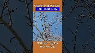 ТОПОЛИНЫЕ ПОЧКИ сильнее антибиотиков врач объясняет! #shotrs #медицина #тополь