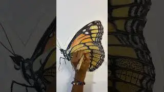 Butterfly Doodle | Zendoodle | Zentangle #drawing #reels #art