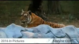 Kashmir Crown