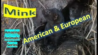 Mink facts 🐀 dark-colored, semiaquatic, mammals, family Mustelidae includes weasels, otters ferrets
