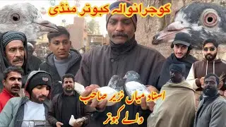 Gujranwala Kabutar Mandi || Ep 176 || گوجرانوالہ کبوتر منڈی 