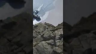 Strange Creature Washed Up on Beach