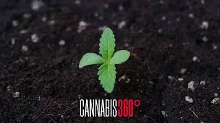 CN360 Livestream Homegrow
