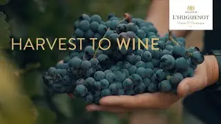 Harvest to wine | L&rsquo;Huguenot Venue and Vinoteque | Val de Vie Estate