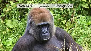 Jersey Zoo, Gerald Durrell&rsquo;s animal haven.
