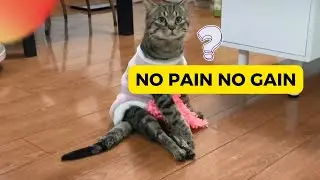 Paralyzed Cat Helps Clean the Floor || Heartwarming Story of Hope and Resilience