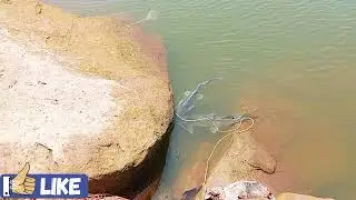 Rawal Dam Fishing Secret Techniques: May 2025 Update || Big Cat fish catching || Islamabad anglers