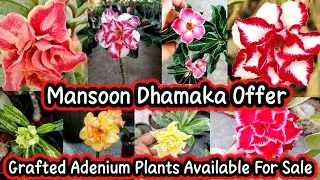 Grafted Adenium Plants for sale. Mansoon Dhamaka offer sale. Jaldi aao Jaldi pao.