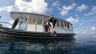 How many sharks did you count? Miyaru Kandu in Vaavu, Maldives.