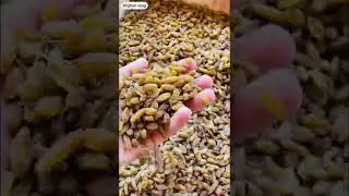 Afghanistan dried fruits whole sell market | under Taliban control | Afghan vlog