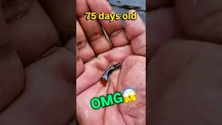 Guppy fish grow 🥰 #fishtank #guppy #fishing