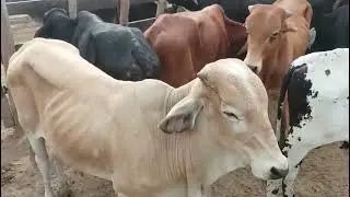 Feira De Gado S&atilde;o Jo&atilde;o PE 05/01/2026