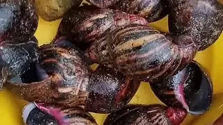 Natural way of washing snails at home.