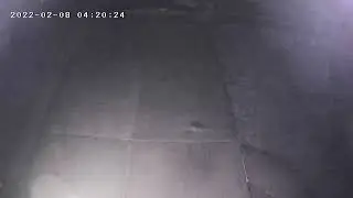 invisible rabbit