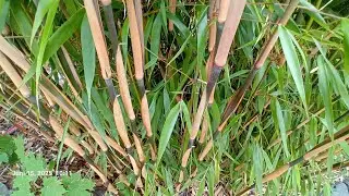 Fargesia scabrida (Asien wonder)