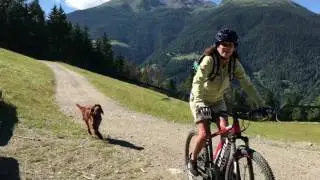 Setter Irlandese  Persia sui sentieri di Ponte di Legno