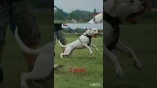dogo argentino dog life 🧬#pitbull #dogbreed #subscribe #pitbulldog #dogoargentino.