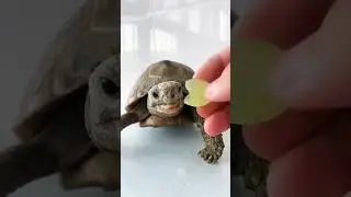 CUTE TURTLE EAT GRAPE🥰