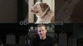 How Is AI For Dogs Making People Rich? #ai #dogcollar #ecommerce #business
