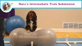 Haru the Cavalier's Intermediate Trick Dog Title Submission | Do More With Your Dog (DMWYD)