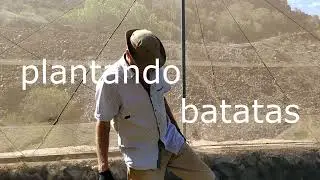 Plantando batatas
