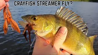 Perch Fishing With Streamer Flies! Perch eat crayfish!?