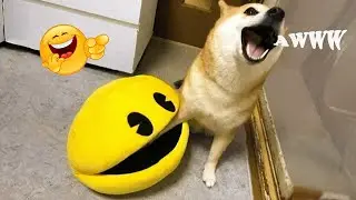 Try Not to Smile Hilarious Dogs Ever 🤣🐕 Best Dog Videos 2025 #27
