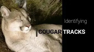 Identifying cougar tracks