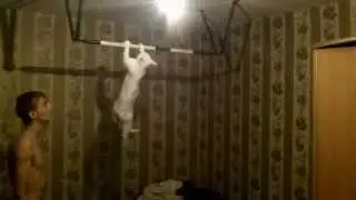 Cat doing pull ups