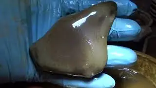 Big Tooth or Tusk ??????