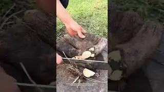 Cutting Through a Giant Yam Root!