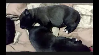 Cute Newborn Puppies Updates!! Flicking tongue in sleep!! Husky Chocolate Lab Video34