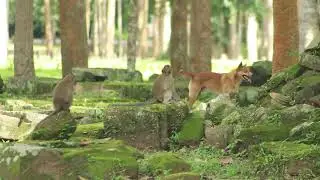 how to see dog and monkey herds if amber group frolic p1