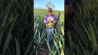 Pineapple plantation #pineapple #plants #agriculture #farm #countryside #saboresdaro
