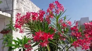 Oleander Plants Care🌸🌸🌸 & Tips For More Blooming in Pot