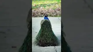 #Peacock#wildlife#virals#birds#trending shorts#ViralBirds#BirdsGoneViral#BirdsOnYouTube#Birds