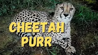 Cheetah Purring At Cheetah Experience