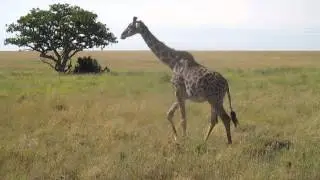 Giraffe Tanagire park
