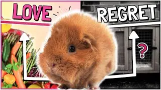 Should Your Next Pet REALLY be a Guinea Pig?