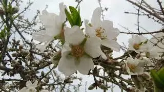 Prunus dulcis / Миндаль обыкновенный #almond #almonds #миндаль