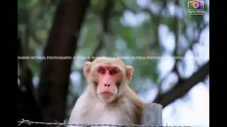 Deer Park Patiala ... love nature