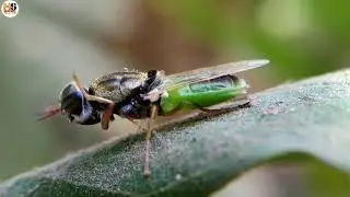 Green Soldier Fly (Stratiomyidae)