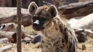 Hyena Enrichment at Denver Zoo Part 1