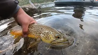 TIGER MANIA! | Panguitch and Duck Fork! | Utah fishing 2020