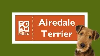Airedale Terrier Fun Facts
